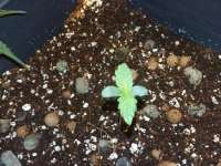 Bild von FarmerWhiskers (Girl Scout Cookies Auto)