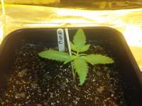 Bild von FarmerWhiskers (Girl Scout Cookies Auto)