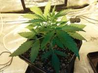 Bild von FarmerWhiskers (Girl Scout Cookies Auto)