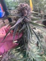 B.C. Bud Depot Original Blueberry - ein Foto von Kong1971