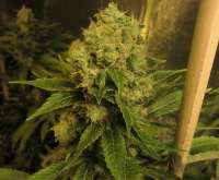 Bild von BIGSeeds (Big Mamut)