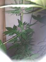 Bild von goleiodohiphop (Red Skunk Auto)