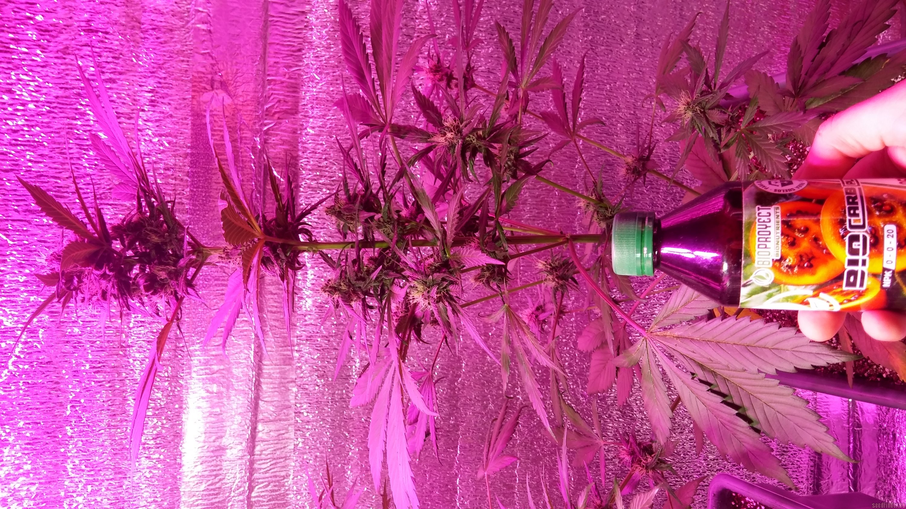 BSF Seeds Red Sugar Auto