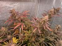 Bild von Yffits (Super Lemon Haze)