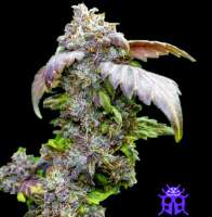 BSV Genetics NineTails - ein Foto von BSVGenetics