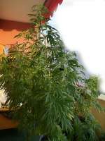 Bild von swissfarmer (Acapulco Gold)