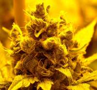 Bild von papacannabis (Amnesia Lemon)