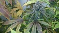 Bild von buzz67 (Blue Gelato 41)