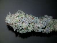 Barneys Farm Blue Gelato 41 - ein Foto von OldSmoker