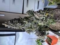 Barneys Farm Blue Gelato 41 - ein Foto von Bettinaumsen