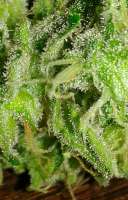 Barneys Farm Blue Mammoth - ein Foto von OzGrow