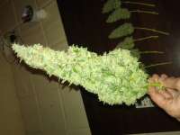 Barneys Farm Blue Mammoth - ein Foto von OzGrow