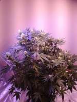 Bild von Coolhandluke (Blueberry OG)