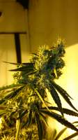 Bild von Grandfather (Critical Kush)