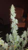 Bild von alexmoqc [Critical Kush]