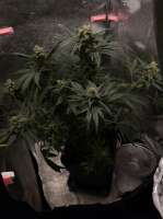 Barneys Farm Critical Kush - ein Foto von h33rm