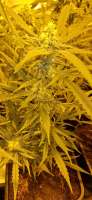 Bild von Weed420Haze (Gorilla Zkittlez)