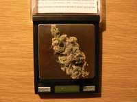 Bild von sensamella (Liberty Haze)