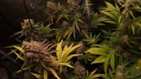 Barneys Farm Peyote Critical - ein Foto von h33rm