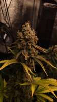 Barneys Farm Peyote Critical - ein Foto von h33rm