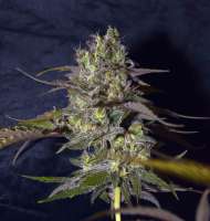 Bild von Dave420 (Peyote Critical)