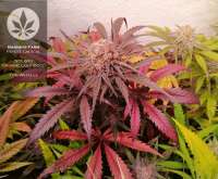 Bild von pineappleltd (Peyote Critical)