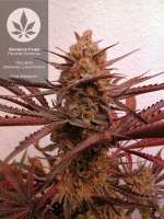 Bild von pineappleltd (Peyote Critical)