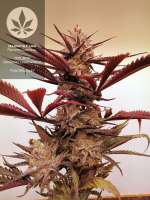 Bild von pineappleltd (Peyote Critical)