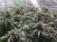 Barneys Farm Purple Punch - ein Foto von weeed