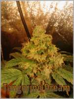 Bild von BYOweed (Tangerine Dream)