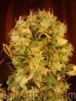 Bild von BYOweed (Tangerine Dream)