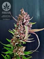 Bild von pineappleltd (Tangerine Dream)