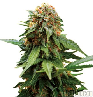 Barneys Farm Tangerine Dream