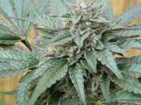 Bild von SacredC (Vanilla Kush)