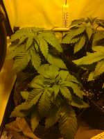 Bild von hemp47 (Violator Kush)