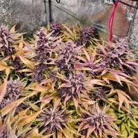 Bay Seeds KC's Strawberry - ein Foto von jbay420