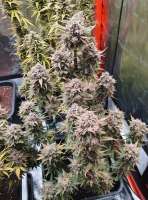 Bay Seeds Russian Fuel F2 - ein Foto von witbos