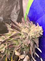 Bayou Boys Genetics French Beignet - ein Foto von BayouBoys