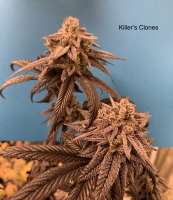 Beleaf Cannabis Love White Truffle - ein Foto von KillersClones