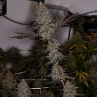 Beyond Hype Seed Co Blue Lemoon - ein Foto von Beyondhypeseedco