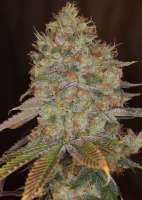 Beyond Hype Seed Co Motor City Blues - ein Foto von Beyondhypeseedco