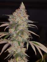 Beyond Hype Seed Co Omaha Blues - ein Foto von Beyondhypeseedco