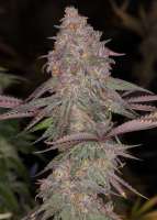 Beyond Hype Seed Co Top of The Muffin - ein Foto von Beyondhypeseedco