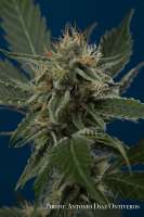 Bild von antoniphoto (Bubblegum Haze)