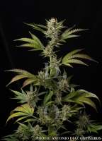 Bild von antoniphoto (Bubblegum Haze)