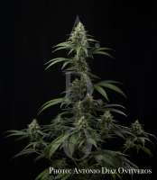 Bild von antoniphoto (Bubblegum Haze)