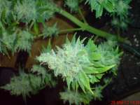 Bild von JAHJAHChildren (Blue Cheese)