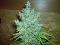 Bild von JAHJAHChildren (Blue Cheese)