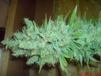 Bild von JAHJAHChildren (Blue Cheese)