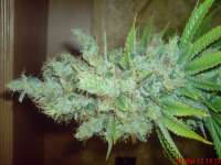 Bild von JAHJAHChildren (Blue Cheese)